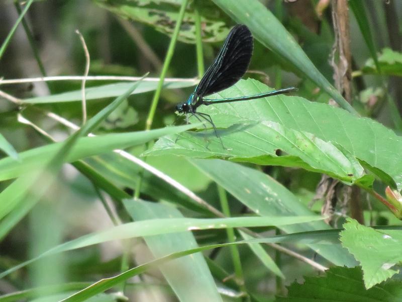 Photo of Ebony Jewelwing