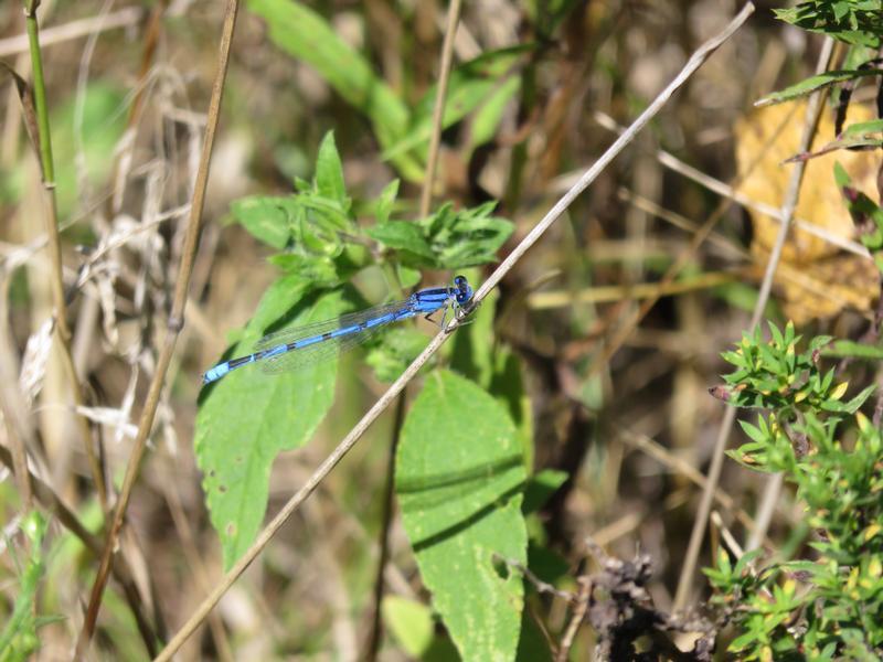 Photo of Familiar Bluet