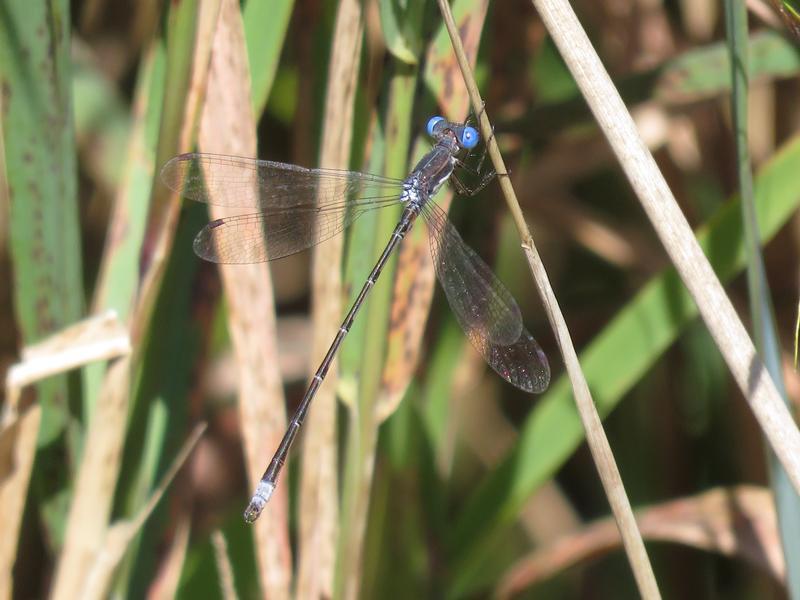 Photo of Spotted Spreadwing