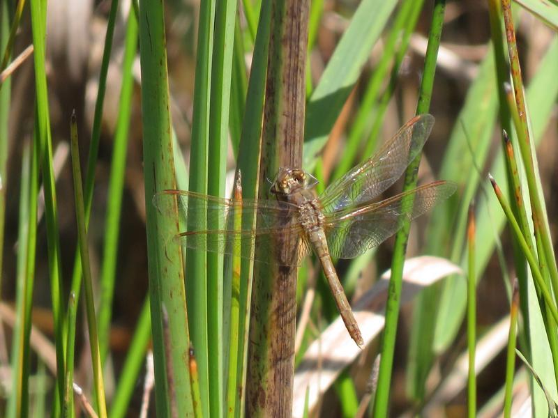 Photo of Saffron-winged Meadowhawk