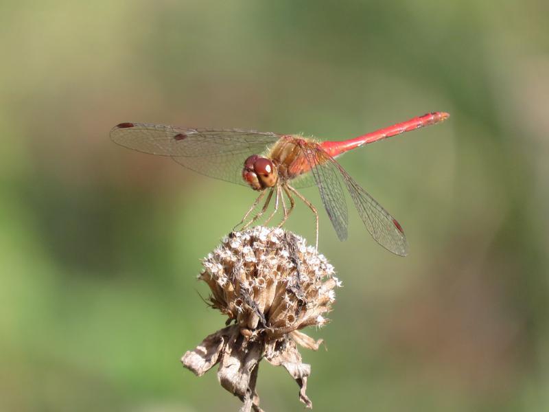 Photo of Autumn Meadowhawk