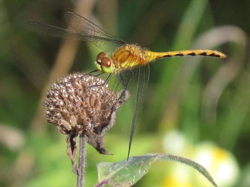 Photo of White-faced Meadowhawk