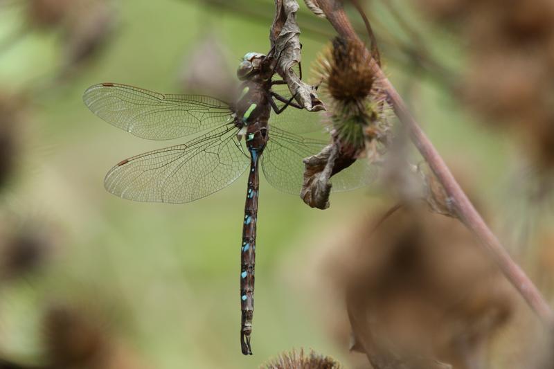 Photo of Shadow Darner