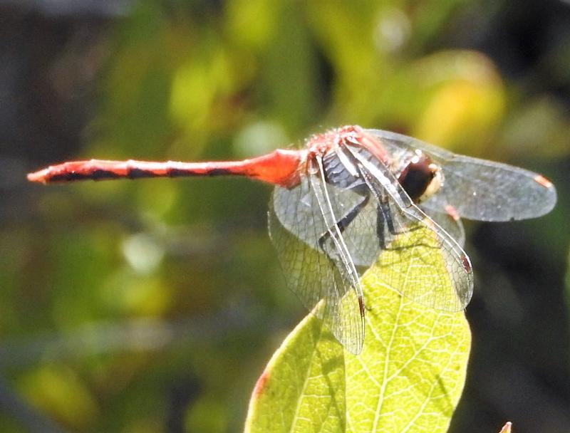 Photo of White-faced Meadowhawk