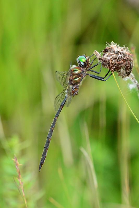 Photo of Incurvate Emerald