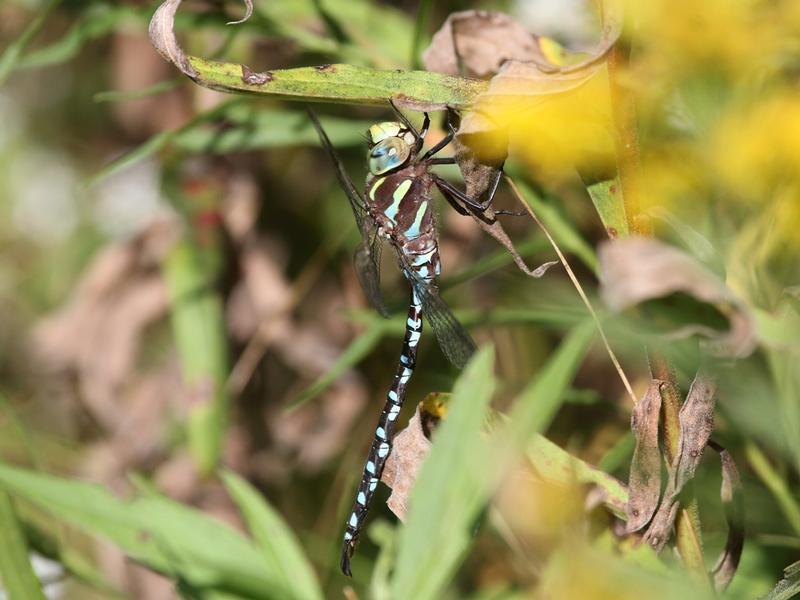 Photo of Lance-tipped Darner