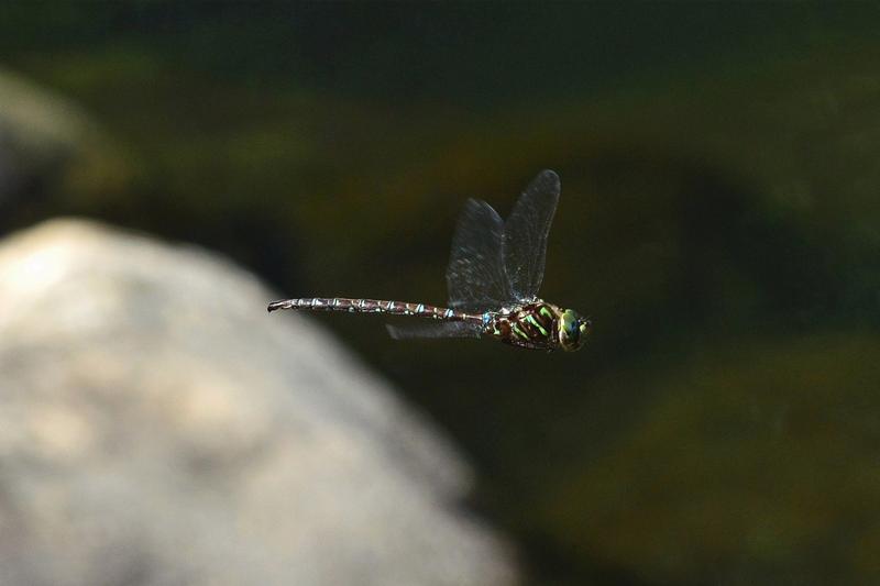 Photo of Shadow Darner