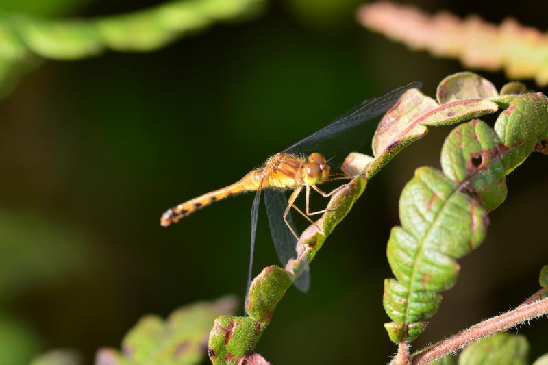 Photo of Autumn Meadowhawk