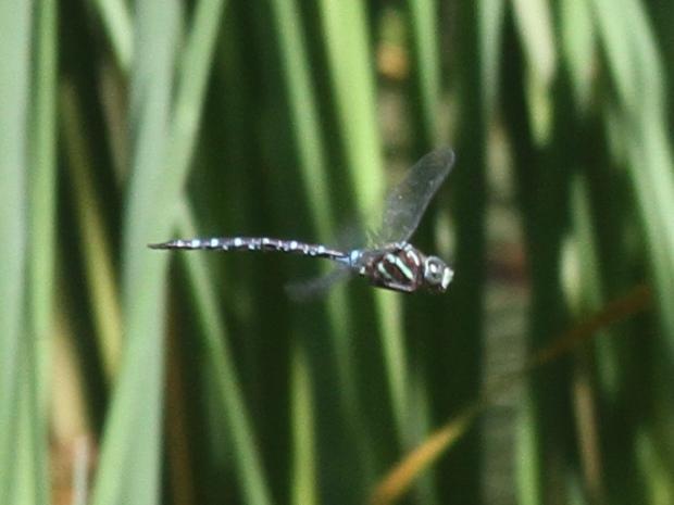 Photo of Black-tipped Darner