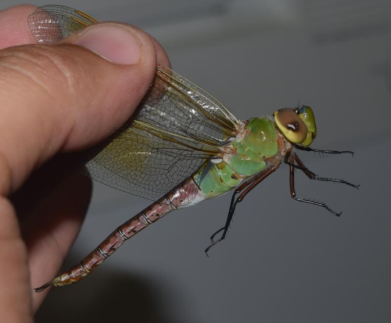 Photo of Common Green Darner