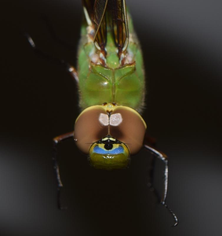 Photo of Common Green Darner