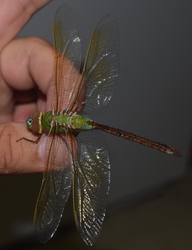 Photo of Common Green Darner