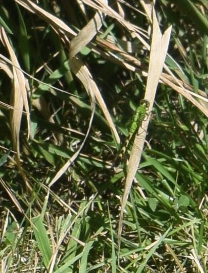 Photo of Eastern Pondhawk