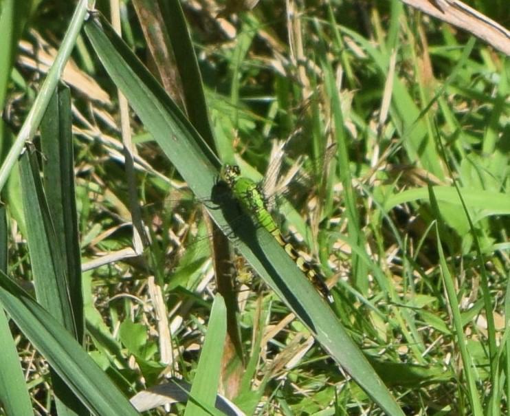 Photo of Eastern Pondhawk