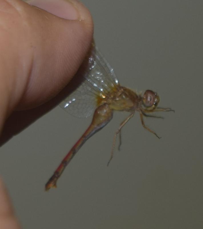 Photo of Autumn Meadowhawk