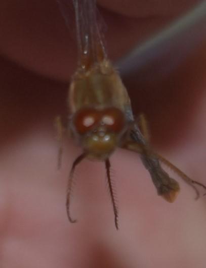 Photo of Autumn Meadowhawk