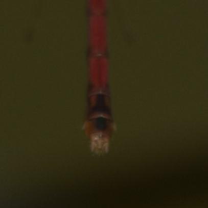 Photo of Autumn Meadowhawk