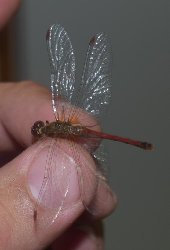 Photo of Autumn Meadowhawk