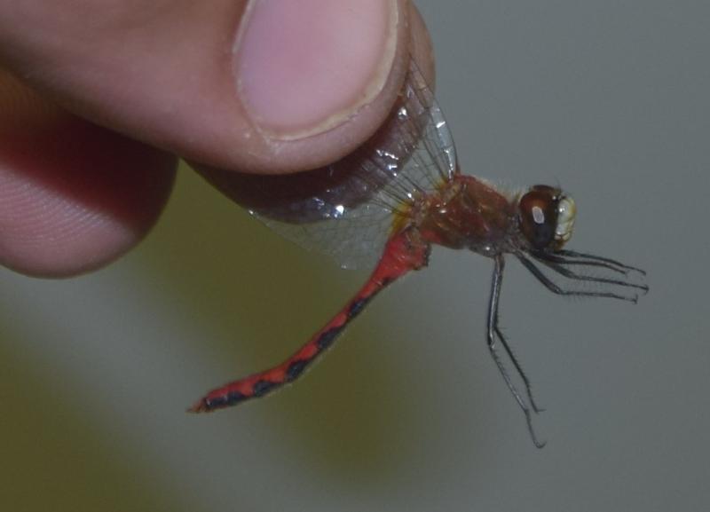 Photo of White-faced Meadowhawk