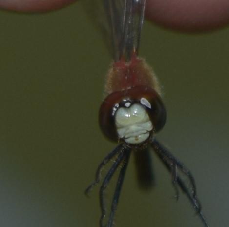 Photo of White-faced Meadowhawk