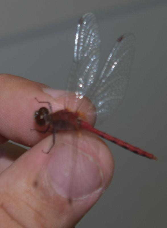 Photo of White-faced Meadowhawk