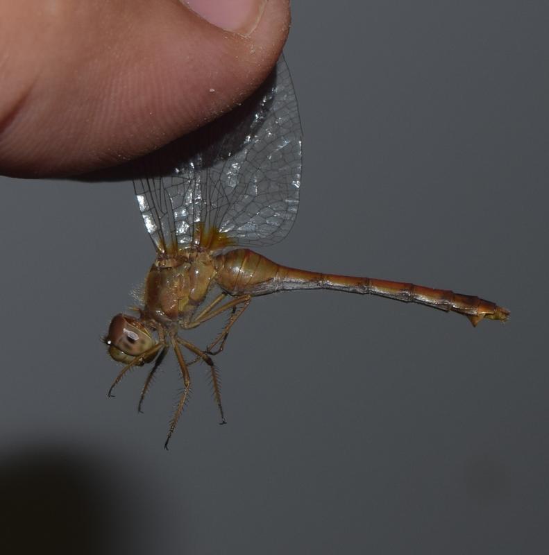 Photo of Autumn Meadowhawk
