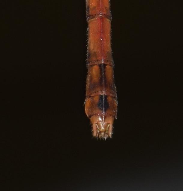 Photo of Autumn Meadowhawk