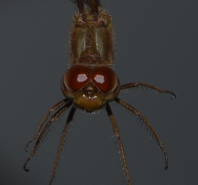 Photo of Autumn Meadowhawk