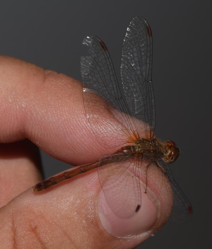 Photo of Autumn Meadowhawk