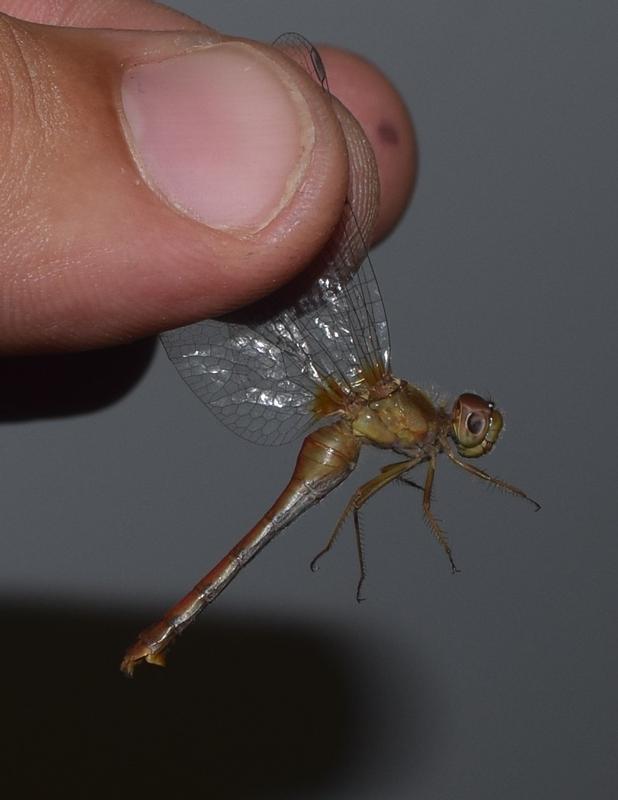 Photo of Autumn Meadowhawk