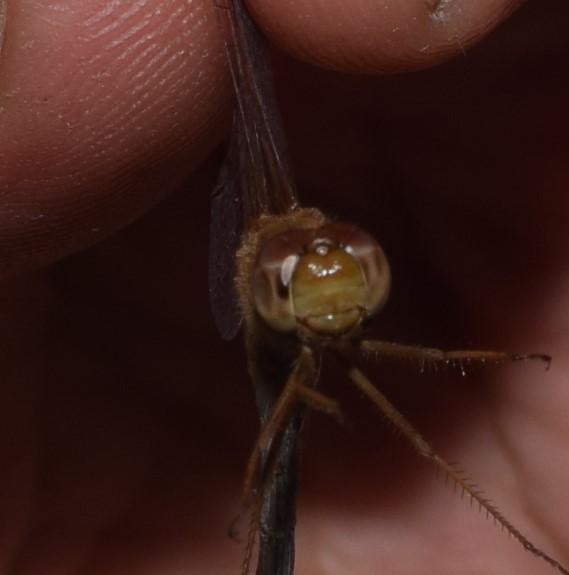 Photo of Autumn Meadowhawk
