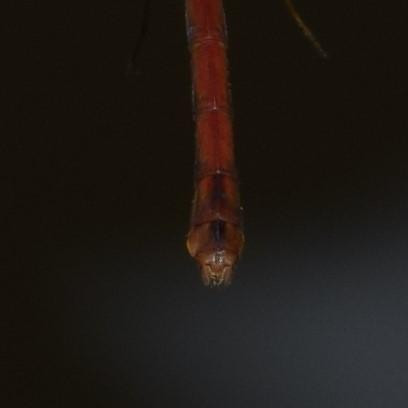 Photo of Autumn Meadowhawk