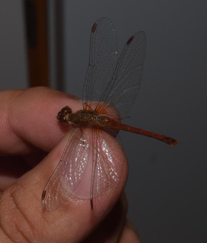 Photo of Autumn Meadowhawk