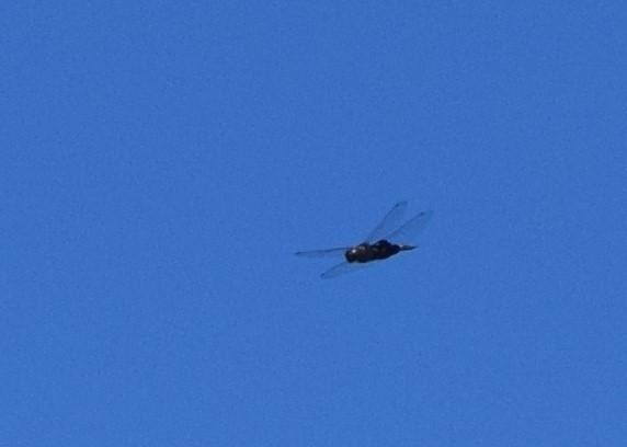 Photo of Black Saddlebags