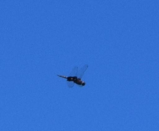 Photo of Black Saddlebags