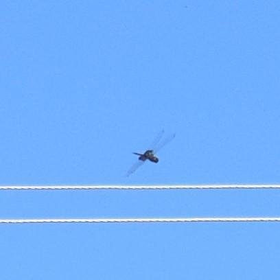 Photo of Black Saddlebags