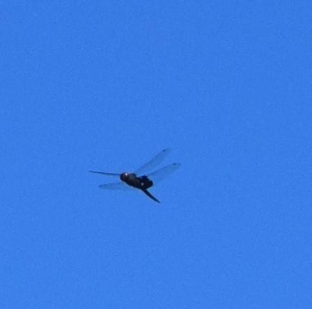 Photo of Black Saddlebags