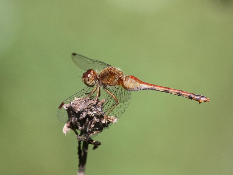 Photo of Autumn Meadowhawk