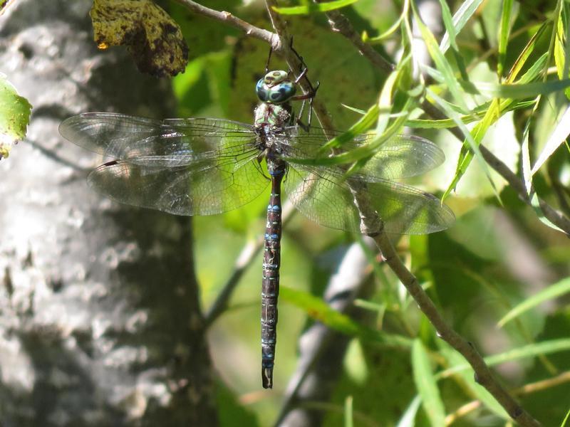 Photo of Shadow Darner