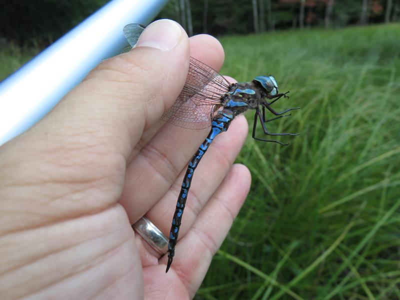Photo of Canada Darner
