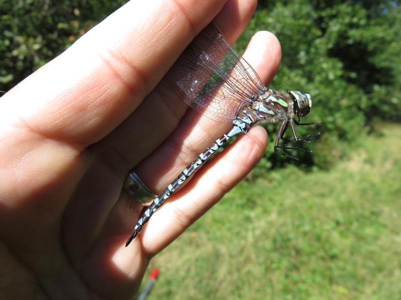 Photo of Canada Darner