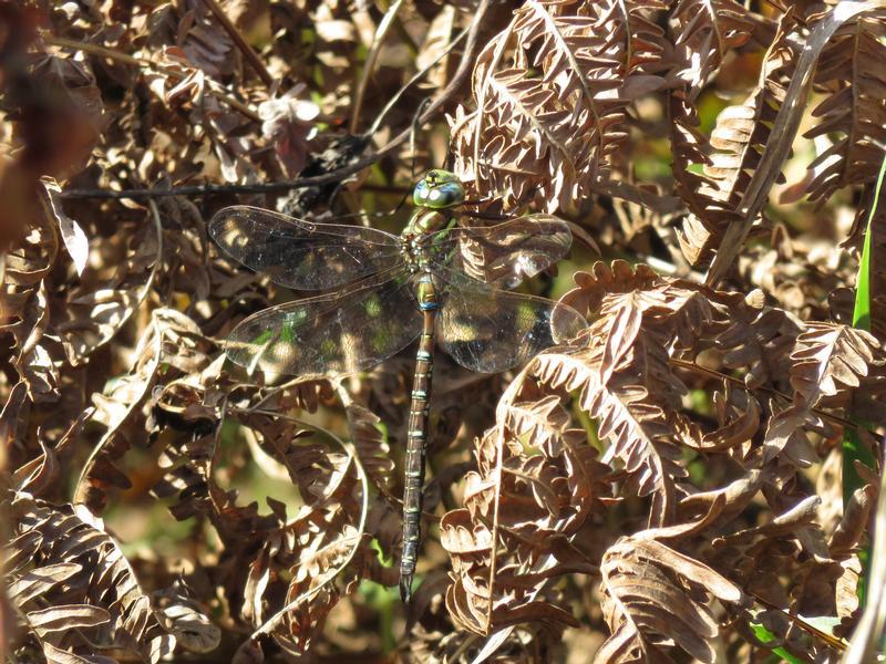 Photo of Shadow Darner