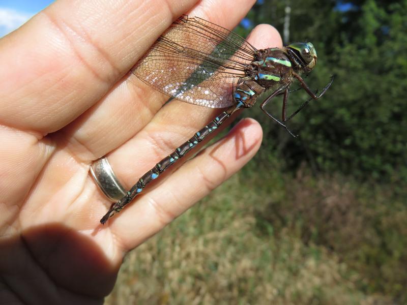 Photo of Shadow Darner