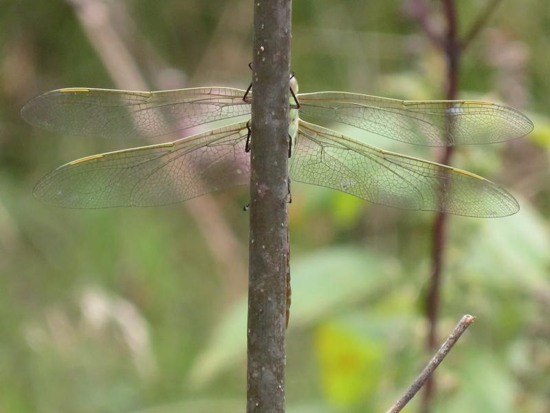 Photo of Common Green Darner