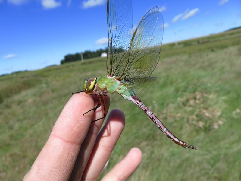 Photo of Common Green Darner