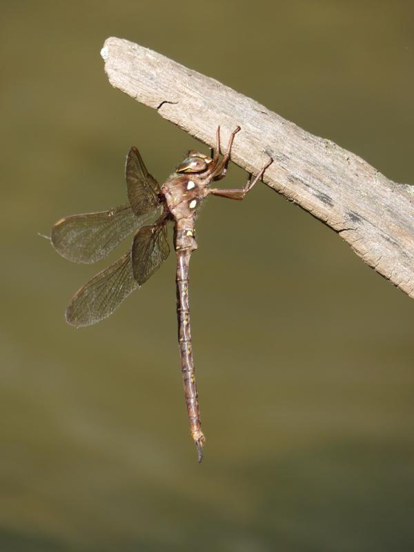 Photo of Fawn Darner