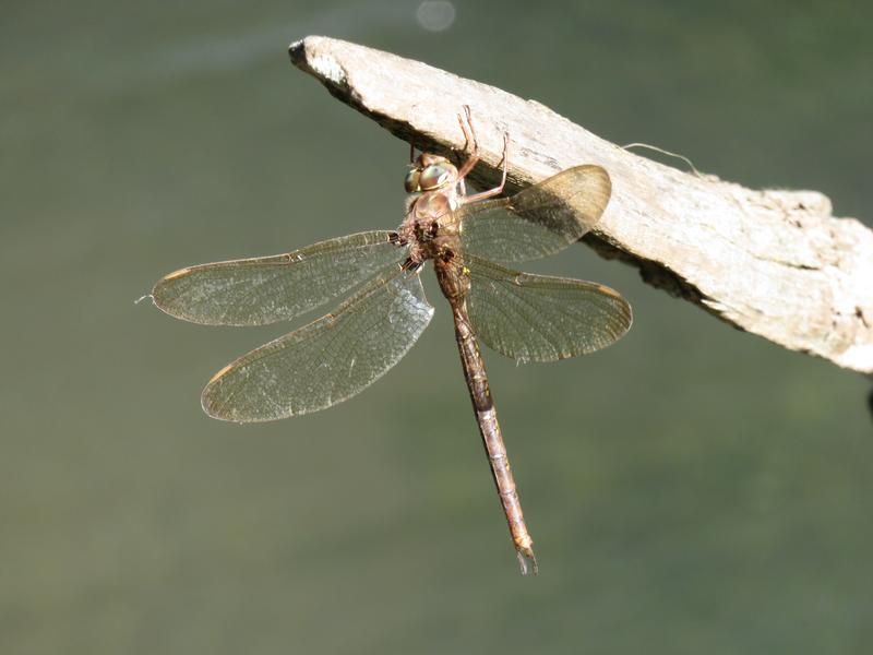 Photo of Fawn Darner