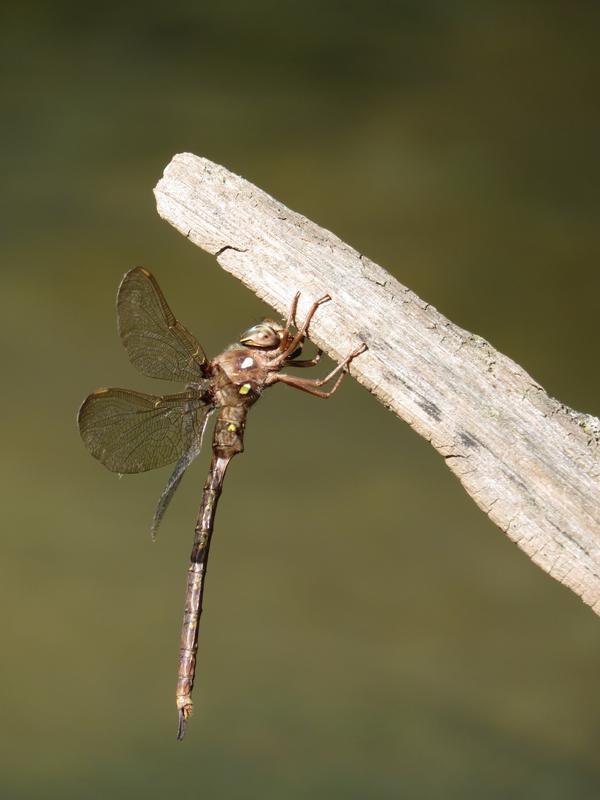 Photo of Fawn Darner