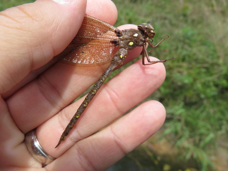 Photo of Fawn Darner