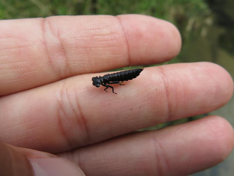 Photo of Fawn Darner